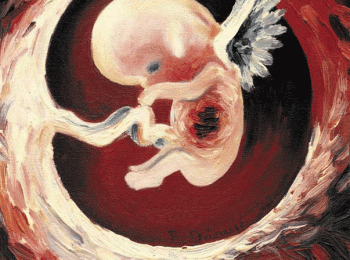 LU Lika Fetus otkucaj-srca